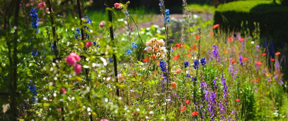 Espace en fleurs dans un jardin