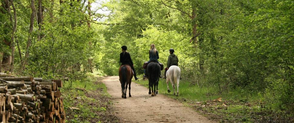 Centres de Tourisme équestre, promenade en forêt