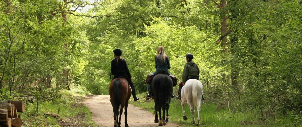 Randonnées à cheval sur un chemin en forêt d'Orléans