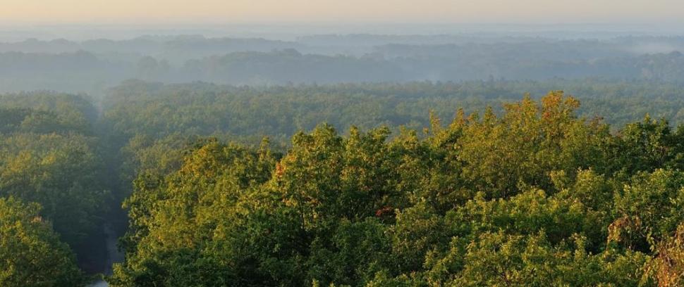 Vue aérienne de la forêt dans la brume