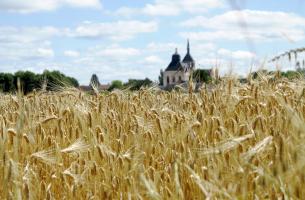 champ de blé devant une église