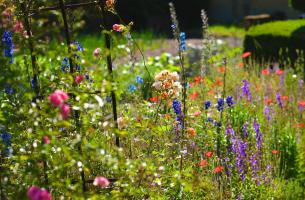 Espace en fleurs dans un jardin