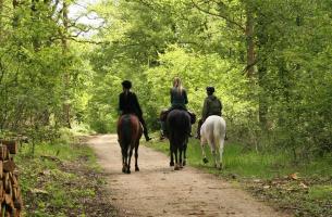 Randonnées à cheval sur un chemin en forêt d'Orléans